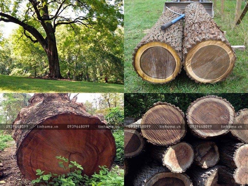 Gỗ Óc Chó Walnut Có Tốt Không? Giá Đồ Gỗ Óc Chó Cao Cấp